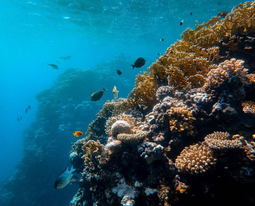 colorful coral reef in waters off Maui with tiny fish