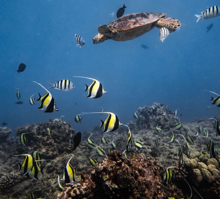 sea turtle swimming with fish and coral reef below