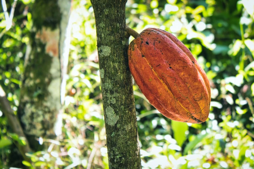Cacao growing on a tree