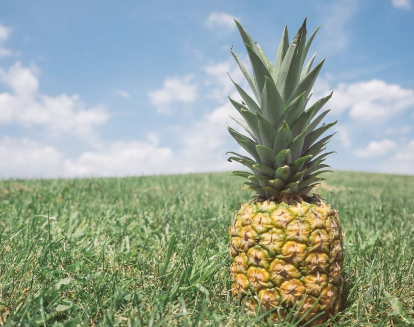 pineapple in the grass on Maui