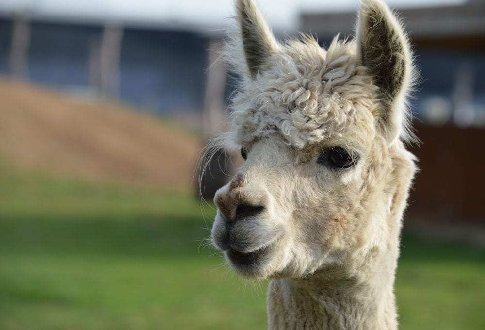 alpaca