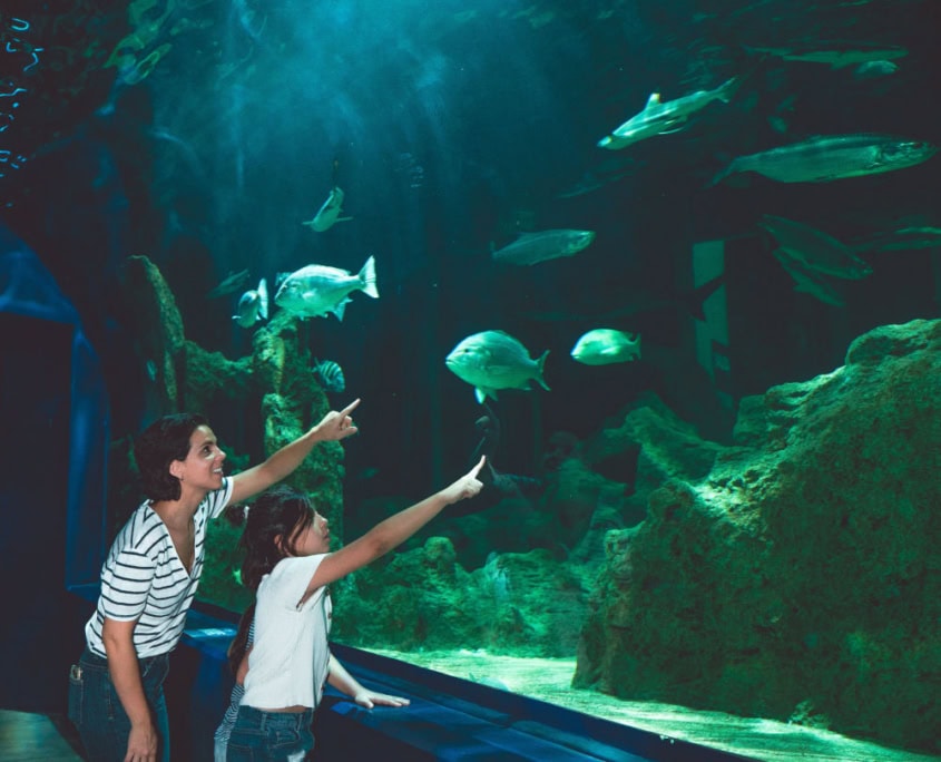 Maui Ocean Center mom and girls looking at fishes in tank