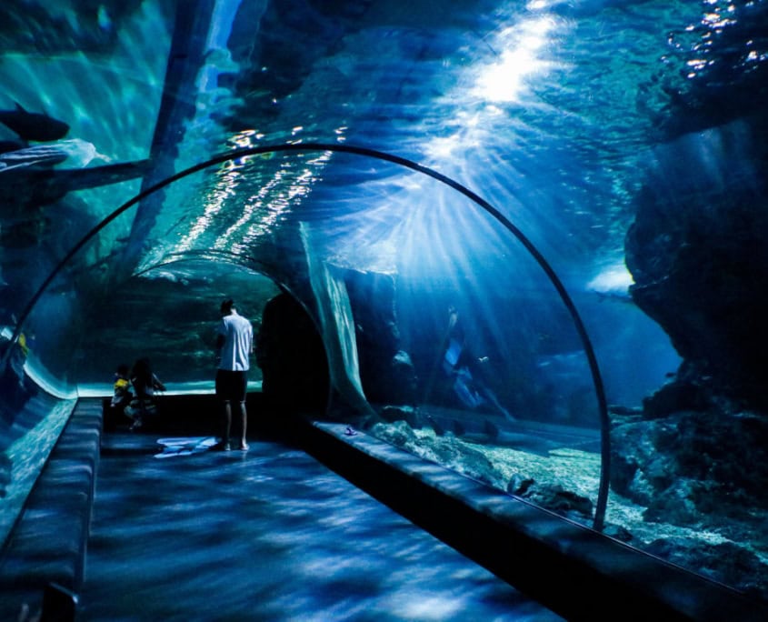 Maui Ocean Center tunnel under water with people